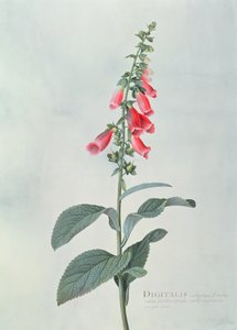 Digitalis purpurea (dedaleira) de Georg Dionysius Ehret